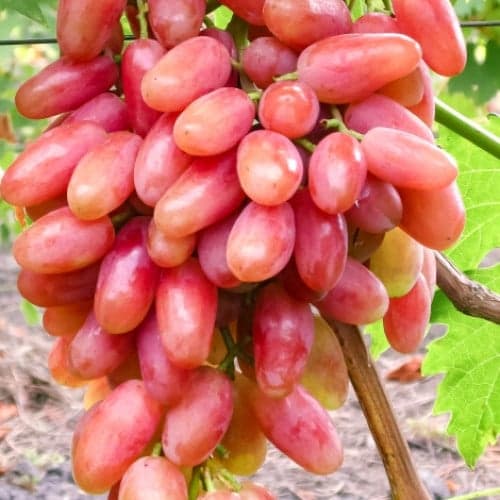 Виноград Юбилейный рисунок 1 артикул 7329