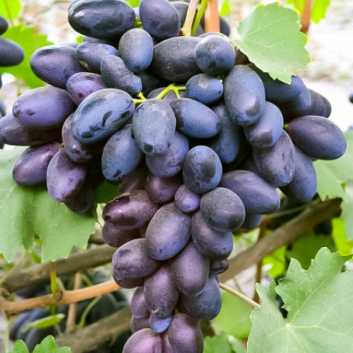 Виноград Велика артикул фото 1 Виноград Велика рисунок 1 артикул 7385