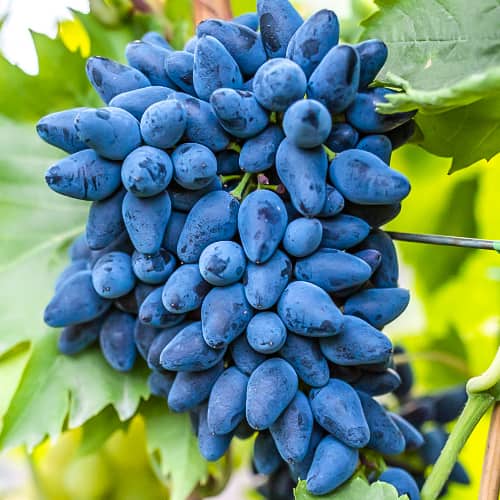 Виноград Викинг рисунок 1 артикул 7353