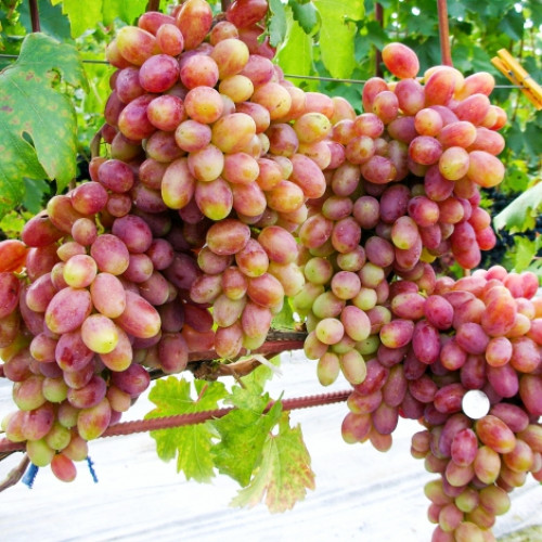 Виноград Виктор артикул фото 1 Виноград Виктор рисунок 1 артикул 7387