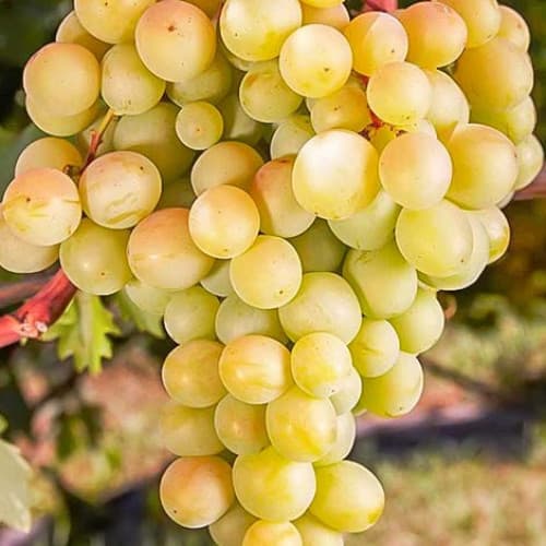 Виноград Восторг белый рисунок 1 артикул 7671