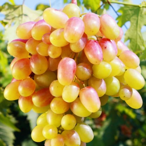 Виноград Золотий Ювілей зображення 1 артикул 7356
