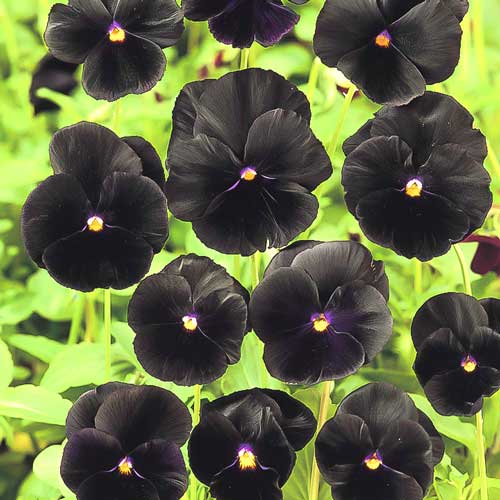 Віола Чорний король F1, насіння зображення 1 артикул 70089
