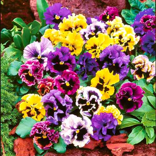 Віола Діадема F1, насіння артикул фото 1 Віола Діадема F1, насіння зображення 1 артикул 70080