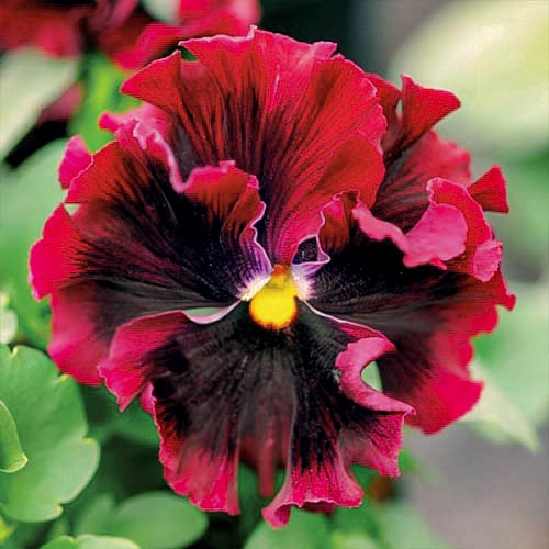 Виола Фризл Сизл Бургунди F1 Элитсорт рисунок 1 артикул 90563