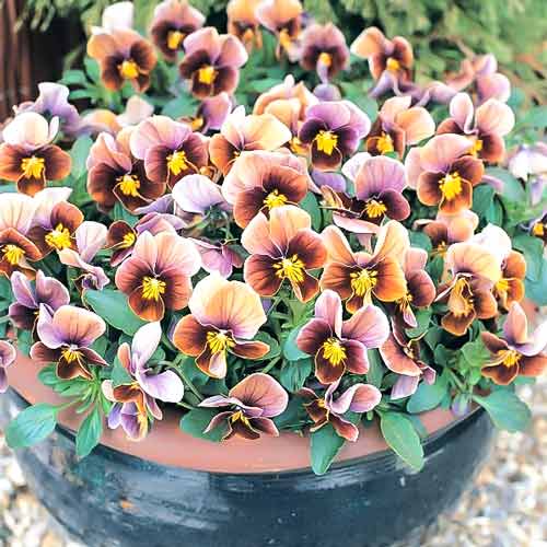 Віола Фрост Шоколад F1, насіння зображення 1 артикул 70088