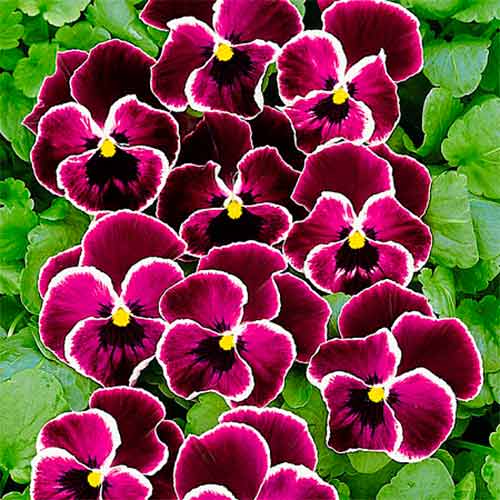 Віола Кассис F1, насіння зображення 1 артикул 70081