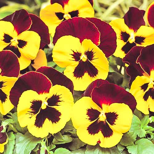 Віола Червоні Крила F1, насіння зображення 1 артикул 70082