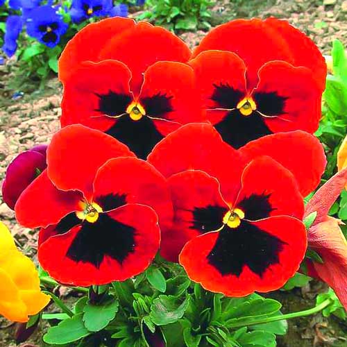 Віола Червоний Кардинал F1, насіння зображення 1 артикул 70083