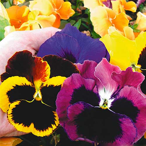 Віола Ромео і Джульєтта F1, насіння зображення 1 артикул 70085