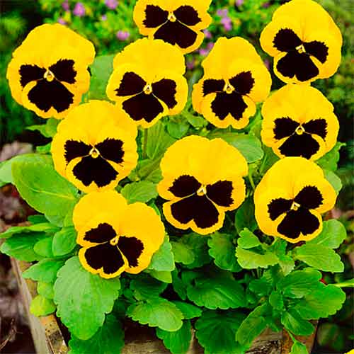 Віола Супер Маджестік F1, насіння зображення 1 артикул 70086