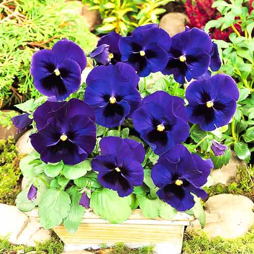 Віола Ультрамарин F1, насіння зображення 1 артикул 70087