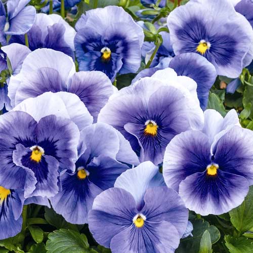 Віола Віттрока Сапфір зображення 1 артикул 72104