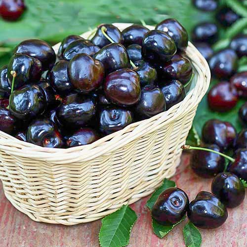 Вишня Чорна велика артикул фото 1 Вишня Чорна велика зображення 1 артикул 7413