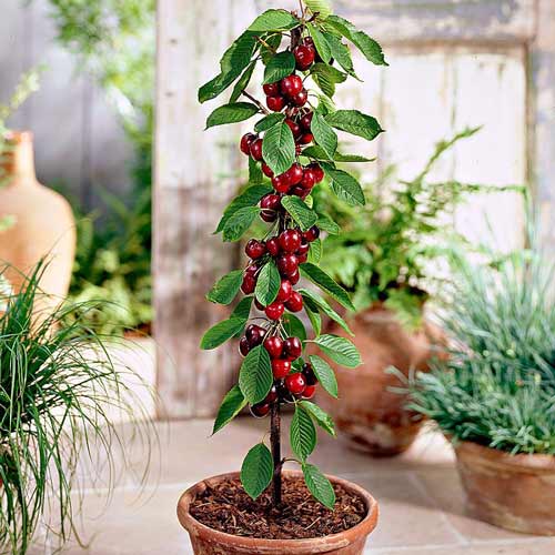 Вишня колоновидная Малютка рисунок 1 артикул 1903