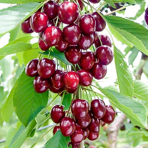 Вишня колоновидна Захват зображення 1 артикул 1958