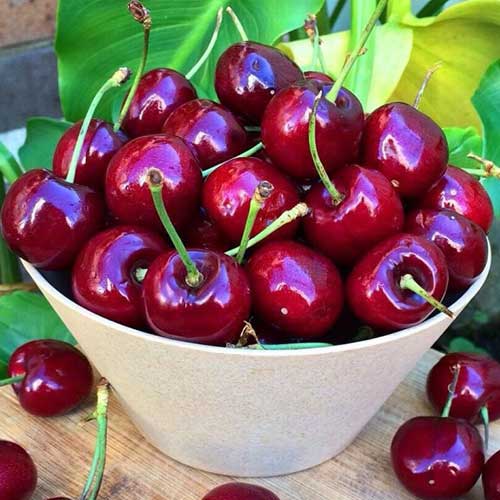 Вишня Шоколадниця зображення 1 артикул 7008