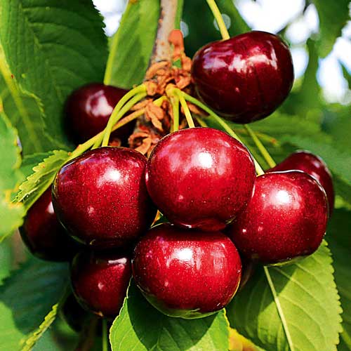 Вишня Шоколадниця зображення 2 артикул 7008