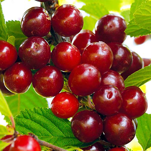 Вишня войлочная рисунок 1 артикул 7408