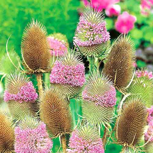 Ворсянка Сухоцвіт, насіння зображення 1 артикул 66255