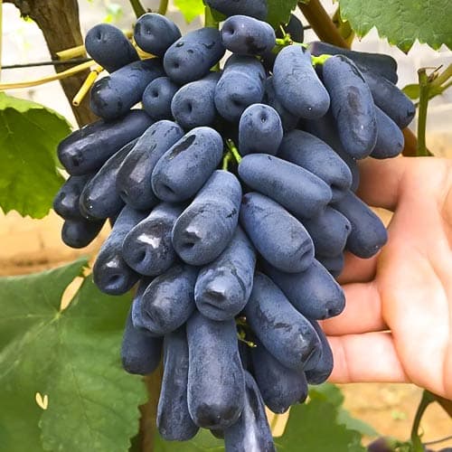 Виноград кишмиш Аватар артикул фото 1 Виноград кишмиш Аватар зображення 1 артикул 8399