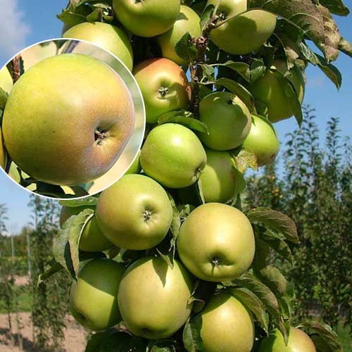Яблоня колоновидная Янтарное ожерелье рисунок 1 артикул 1931