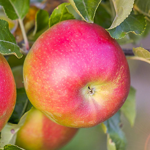 Яблуня Лігол зображення 1 артикул 7033