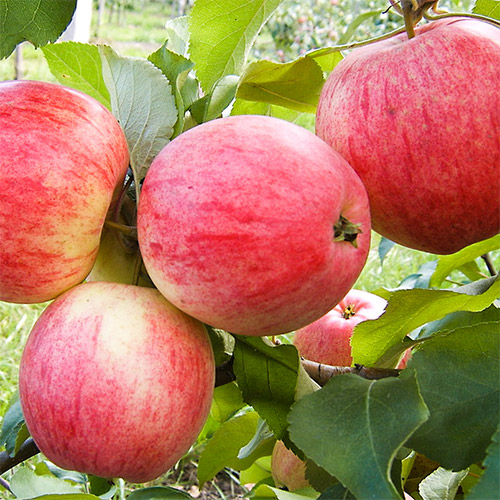 Яблоня Мельба рисунок 1 артикул 7469