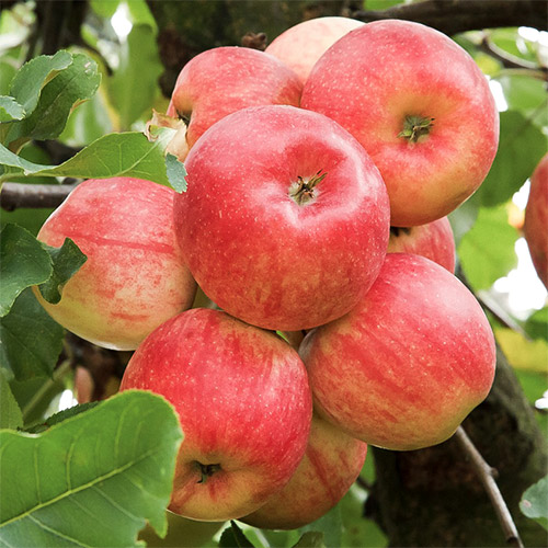 Яблуня Ранет цукерковий зображення 1 артикул 7472