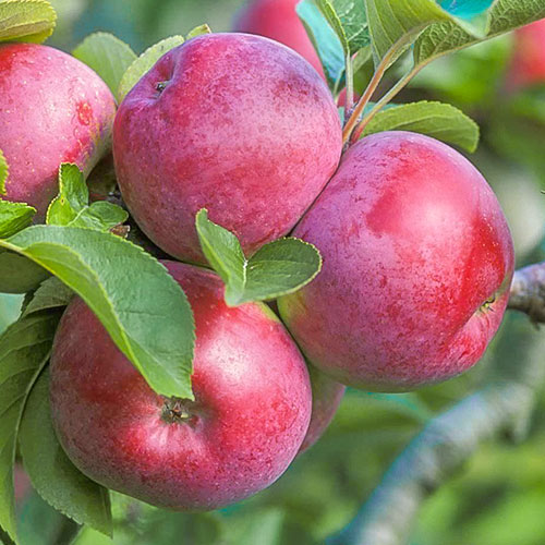 Яблуня Спартан зображення 1 артикул 7034