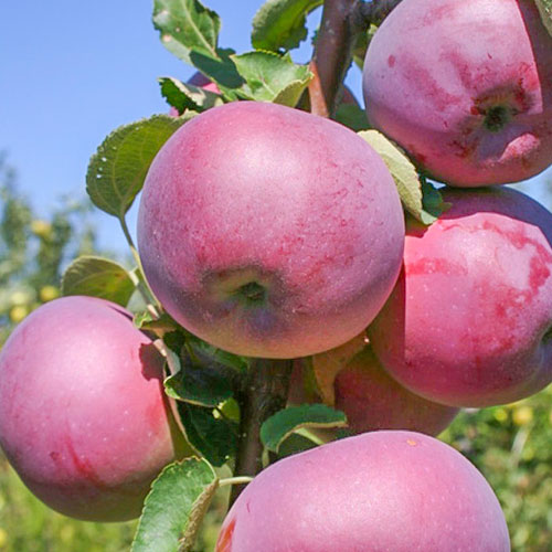 Яблуня Вільямс Прайд зображення 1 артикул 7029