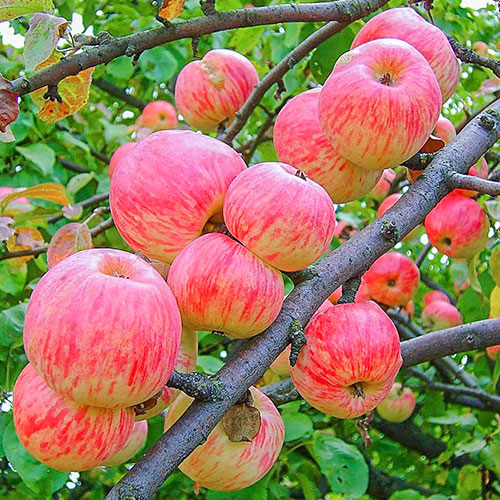 Яблуня Яблучний Спас зображення 1 артикул 7036