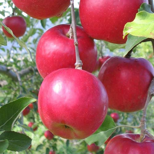 Яблуня Афродіта зображення 1 артикул 4258