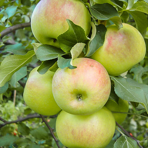 Яблуня Богатир зображення 1 артикул 7028