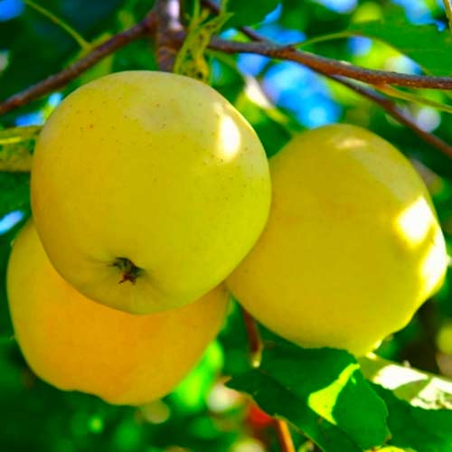 Яблуня Голден Смуті зображення 1 артикул 1615