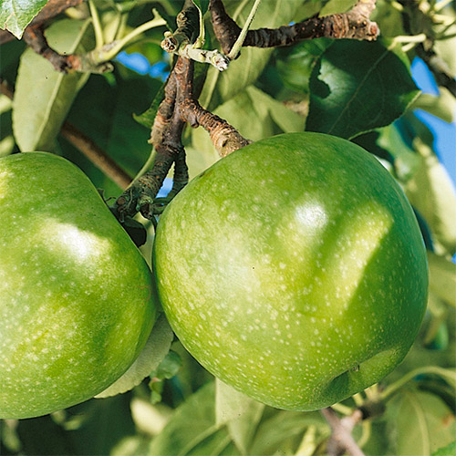 Яблоня Гренни Смит рисунок 1 артикул 7466