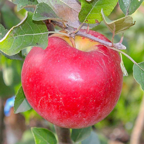 Яблуня Карамельна зображення 1 артикул 7032