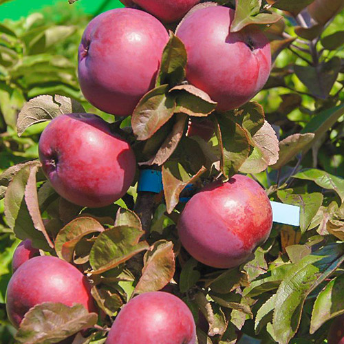 Яблуня колоновидна Сузір'я зображення 1 артикул 6997