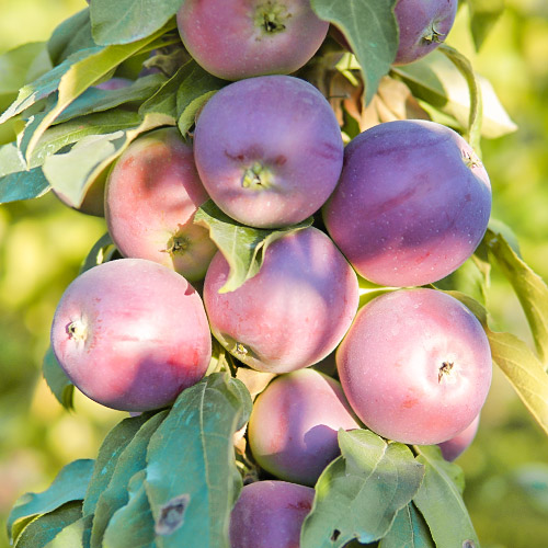 Яблуня колоновидна Тріумф зображення 1 артикул 6998