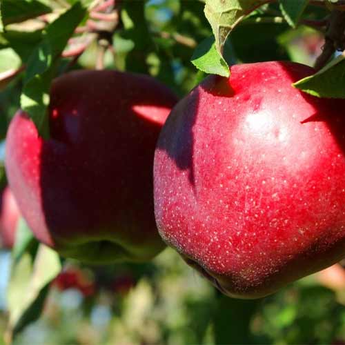 Яблоня Макинтош рисунок 1 артикул 5755