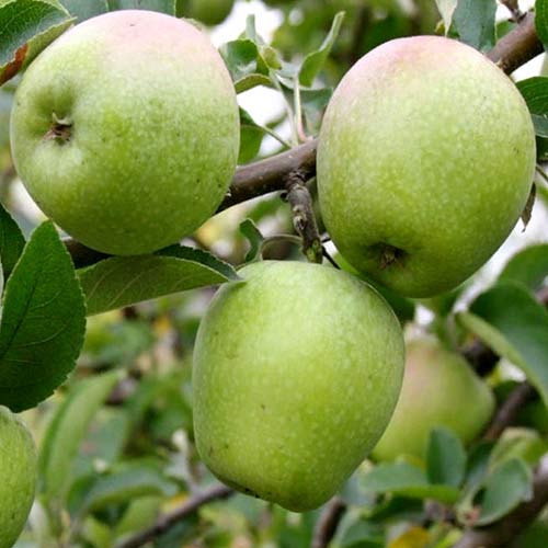 Яблоня Розмарин рисунок 1 артикул 4399