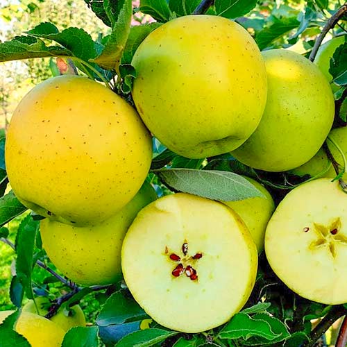 Яблоня Спайс Голд рисунок 1 артикул 1614