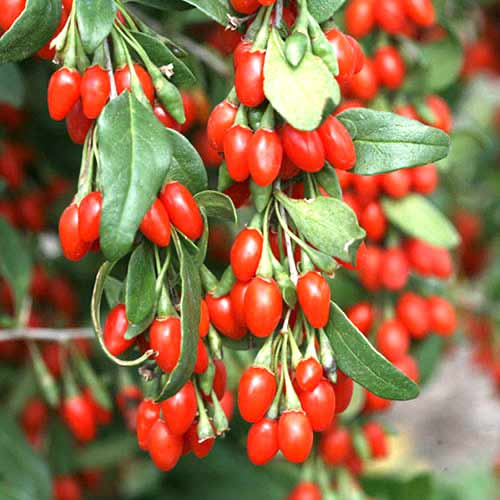 Ягода Годжи рисунок 1 артикул 77817