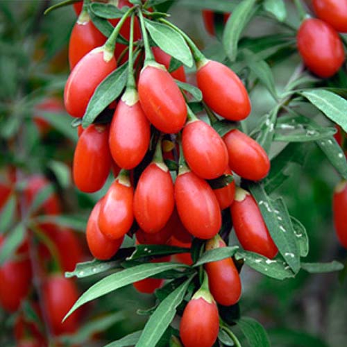 Ягоди Годжі, насіння зображення 1 артикул 65672