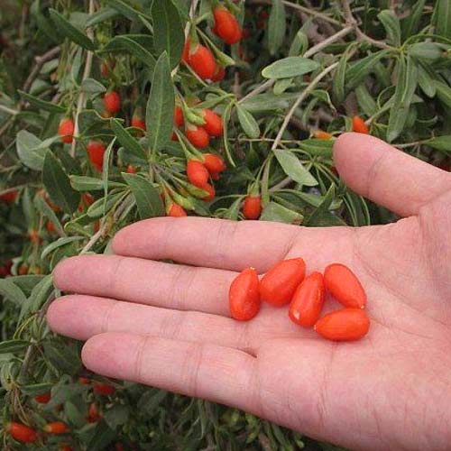 Ягоди Годжі, насіння зображення 2 артикул 65672