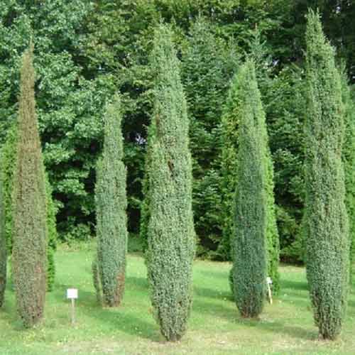 Ялівець Арнольд зображення 1 артикул 4963