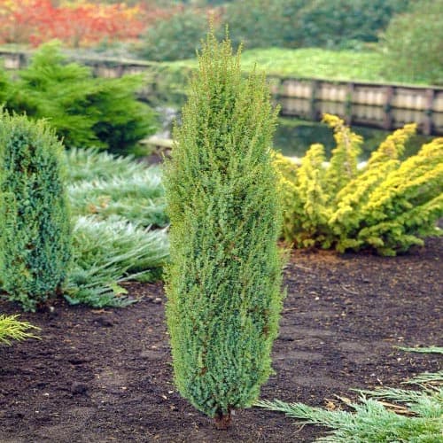 Ялівець Бар Харбор зображення 1 артикул 4964