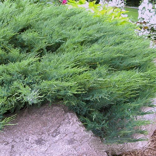 Ялівець Блю Дануб зображення 1 артикул 4965