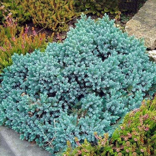 Ялівець Блю Стар зображення 1 артикул 4966