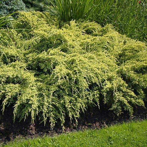 Ялівець Дрім Джой зображення 1 артикул 4967